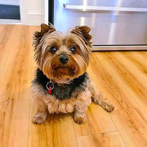 Gretel joined the competition — help win amazing prizes! australian_silky_terrier, australian_terrier, biewer_terrier, cairn_terrier, canidae, carnivore, companion_dog, dog, dog_breed, mammal, morkie, norwich_terrier, puppy, small_terrier, snout, terrier, toy_dog, vertebrate, yorkipoo, yorkshire_terrier