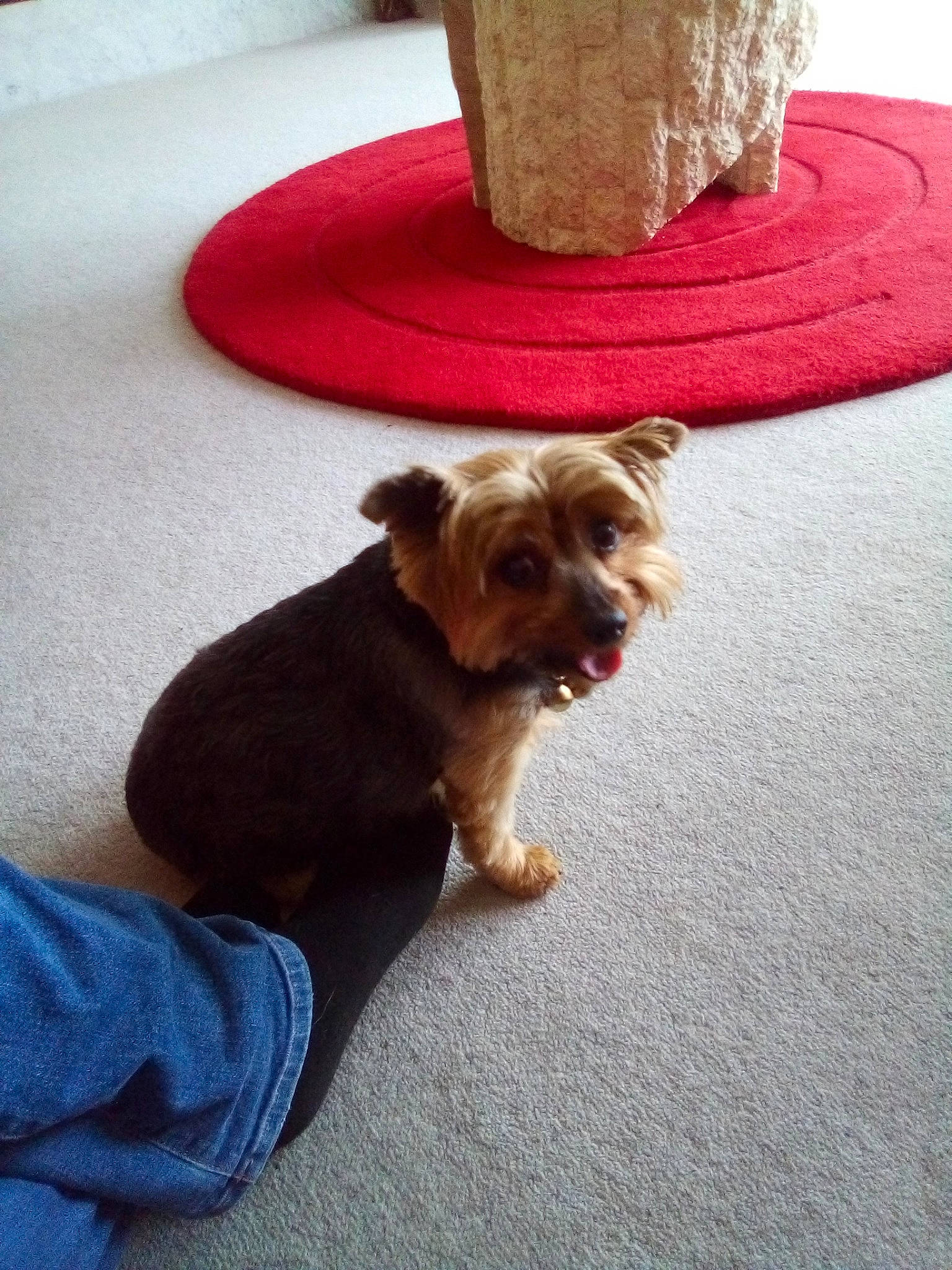 Gretel joined the competition — help win amazing prizes! canidae, carnivore, companion_dog, dog, dog_breed, ear, lhasa_apso, morkie, norfolk_terrier, puppy, shih_tzu, small_terrier, sporting_group, toy_dog, yorkipoo, yorkshire_terrier