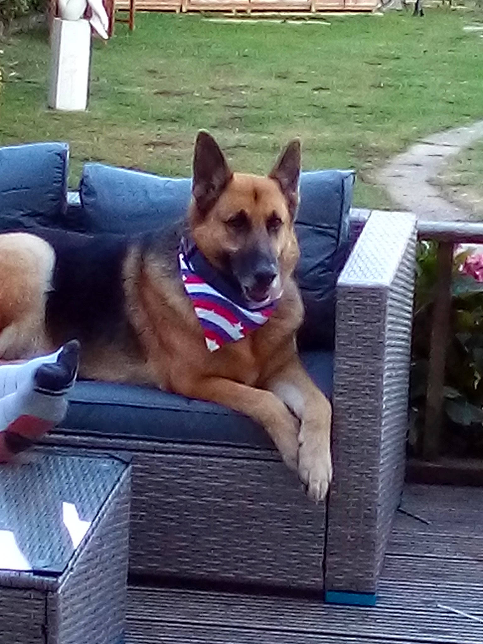 Buddy joined the competition — help win amazing prizes! belgian_shepherd_malinois, canidae, carnivore, carolina_dog, companion_dog, dog, dog_breed, fawn, german_shepherd_dog, mammal, vertebrate, working_dog