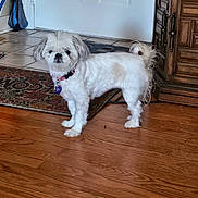 Lulu joined the competition — help win amazing prizes! animal, cabinet, collar, curly_tail, dog, domestic, door, ears, floor, fur, furniture, indoor, looking, pet, rug, small_dog, standing, tag, white_dog, wooden_floor