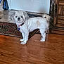 animal, cabinet, collar, curly_tail, dog, domestic, door, ears, floor, fur, furniture, indoor, looking, pet, rug, small_dog, standing, tag, white_dog, wooden_floor