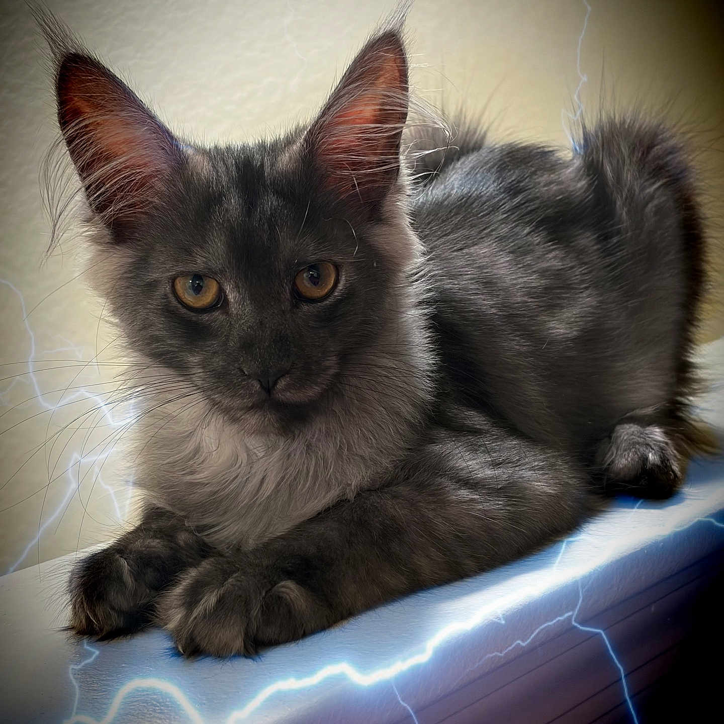Storm joined the competition — help win amazing prizes! cat, kitten, black_cat, longhaired, feline, pet, animal, portrait, closeup, whiskers, ears, eyes, amber_eyes, lying_down, paws, fur, indoor, dramatic_lighting, lightning, thunderstorm