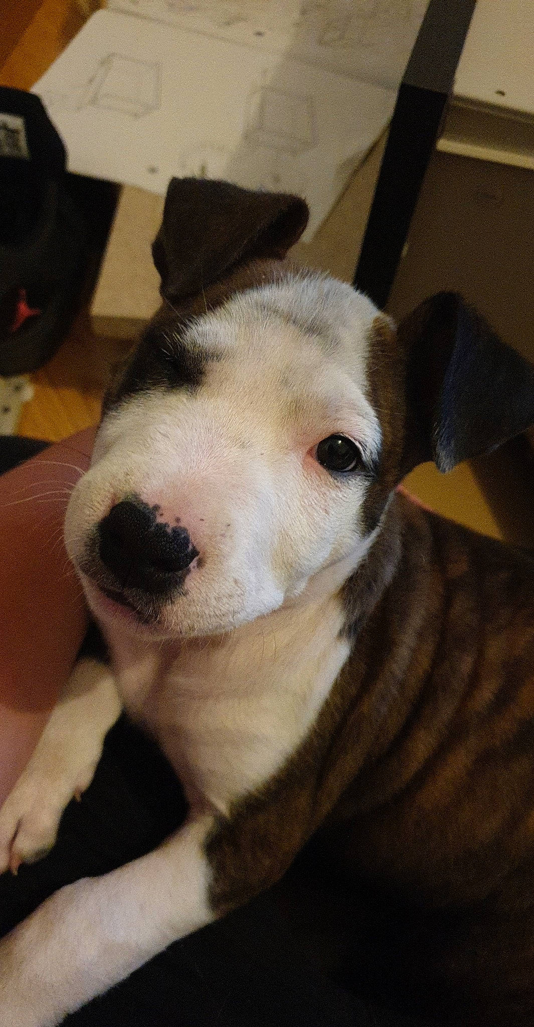 Athéna a rejoint le concours — aidez-le/la à gagner de superbes lots ! american_pit_bull_terrier, american_staffordshire_terrier, bull_terrier_miniature, canidae, carnivore, companion_dog, dog, dog_breed, ear, fawn, mammal, non_sporting_group, nose, old_english_terrier, pit_bull, puppy, rare_breed_dog, snout, vertebrate, whiskers