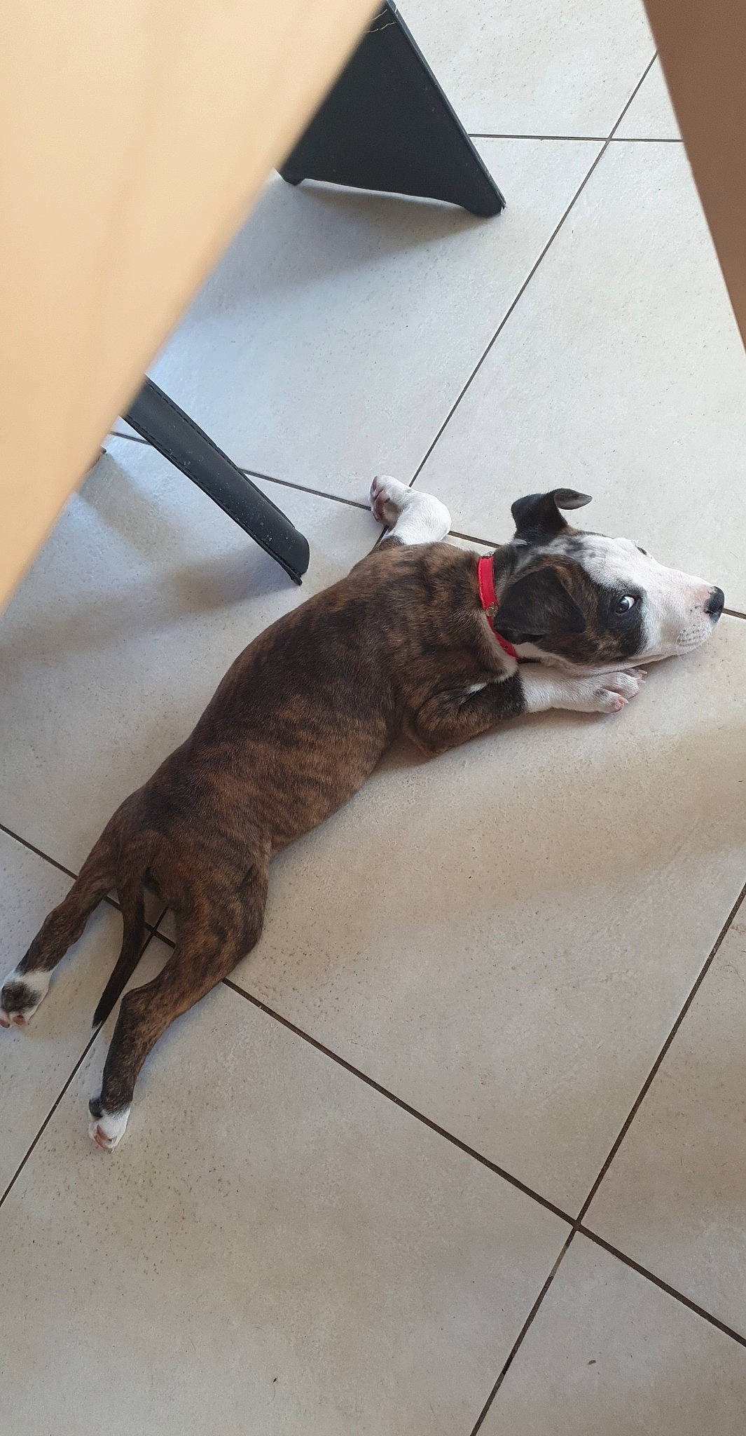 Athéna a rejoint le concours — aidez-le/la à gagner de superbes lots ! american_pit_bull_terrier, bull_terrier, canidae, carnivore, dog, dog_breed, fawn, floor, non_sporting_group, olde_english_bulldogge, pit_bull, snout, tail, valley_bulldog