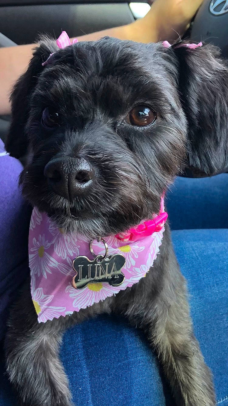 Luna joined the competition — help win amazing prizes! canidae, carnivore, collar, companion_dog, dog, dog_breed, dog_collar, dog_supply, fashion_accessory, fur, leash, liver, pink, small_terrier, snout, sporting_group, terrier, toy_dog, water_dog, working_animal