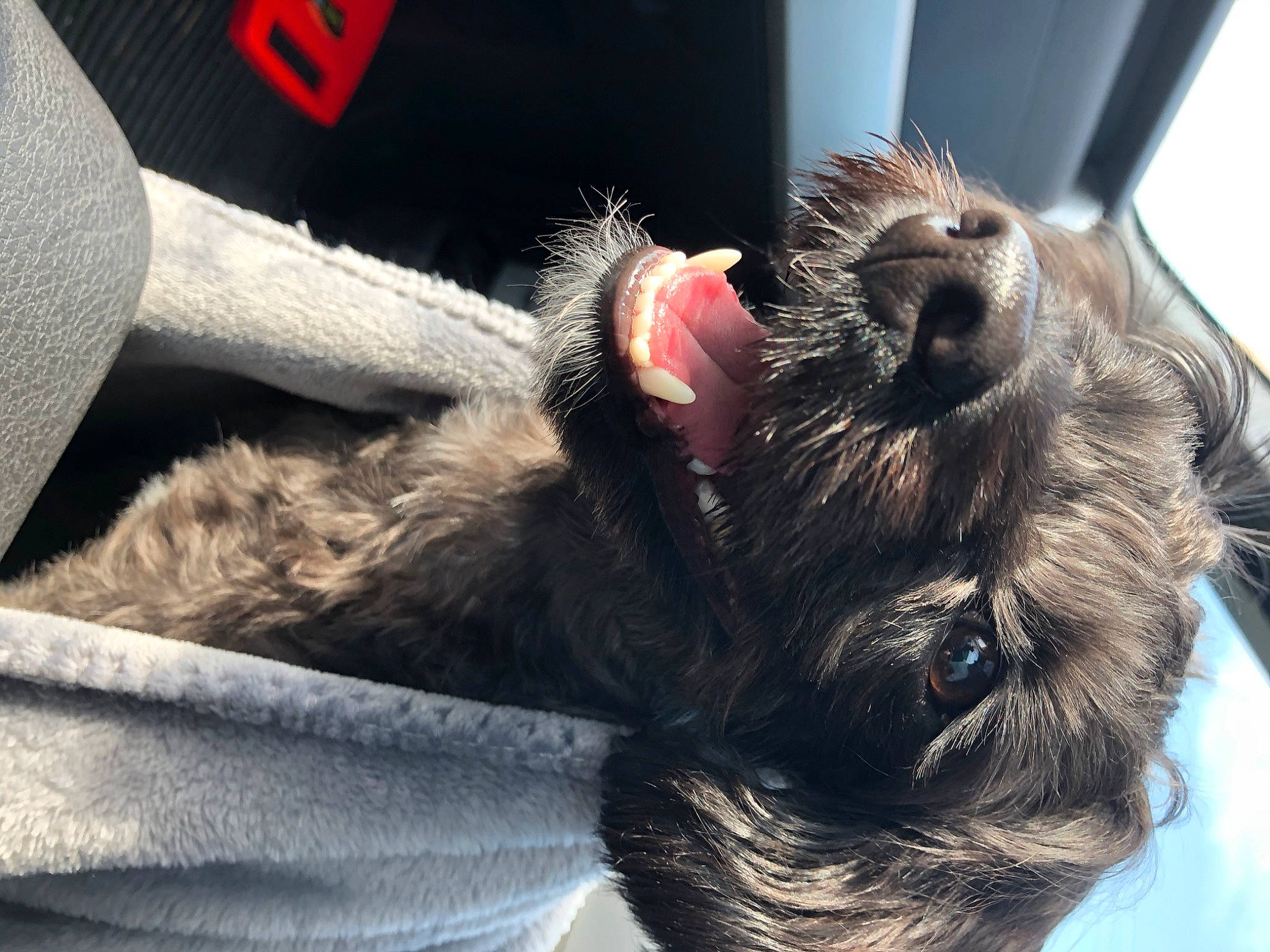 Luna joined the competition — help win amazing prizes! canidae, carnivore, claw, comfort, companion_dog, dog_breed, fawn, felidae, foot, fur, gesture, liver, nap, paw, small_to_medium_sized_cats, snout, sporting_group, tail, terrestrial_animal, whiskers