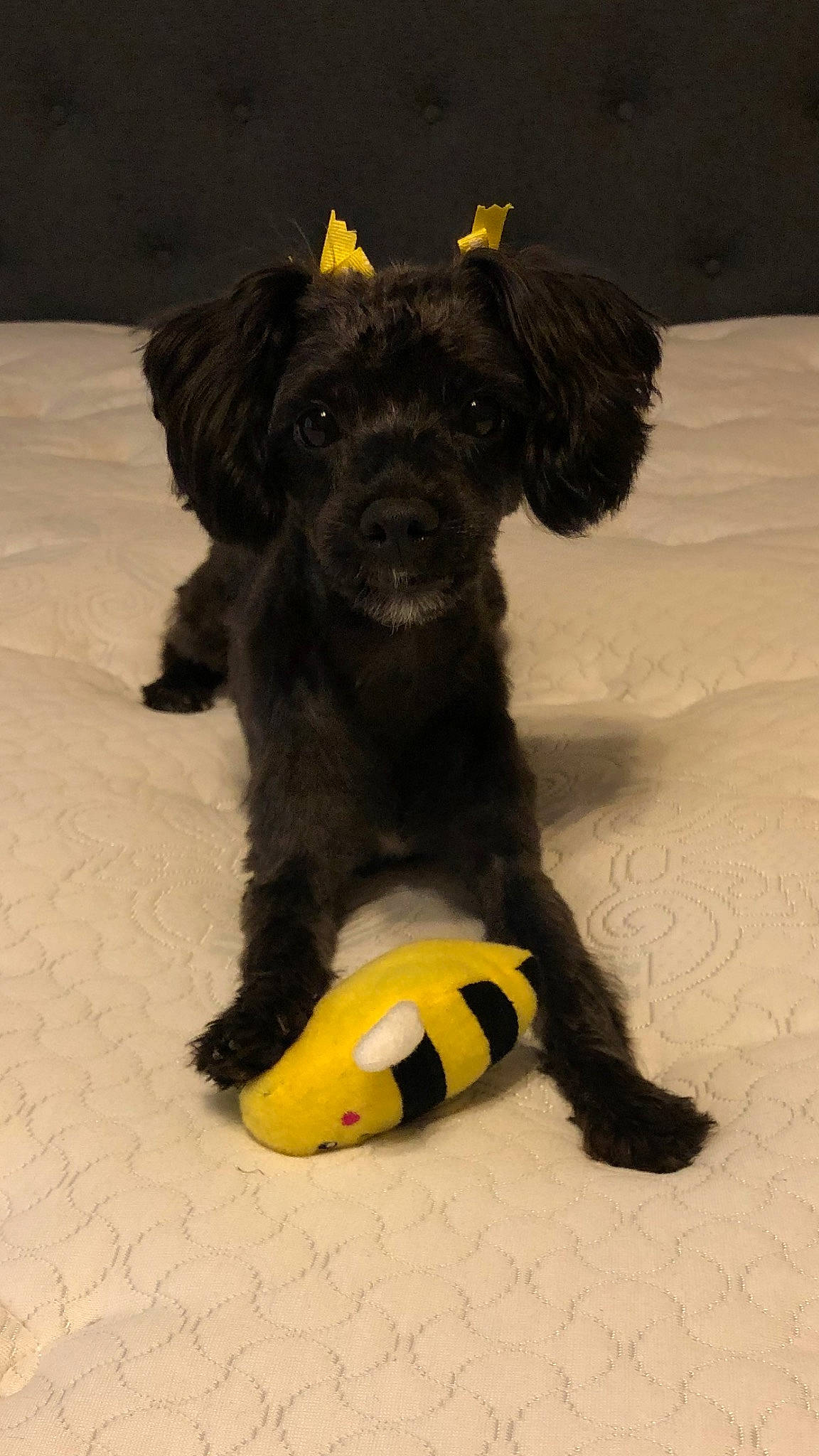Luna joined the competition — help win amazing prizes! borador, canidae, carnivore, collar, companion_dog, dog, dog_breed, dog_collar, dog_supply, fawn, fur, liver, paw, pet_supply, puppy, snout, sporting_group, tail, toy_dog, working_animal