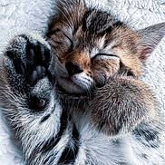 Orion a rejoint le concours — aidez-le/la à gagner de superbes lots ! kitten, cat, sleeping, paw, fur, closeup, cute, cozy, pet, animal, whiskers, soft, resting, young, tabby, adorable, peaceful, feline, indoor, blanket