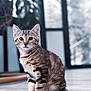 Orion a rejoint le concours — aidez-le/la à gagner de superbes lots ! kitten, cat, tabby, pet, indoor, floor, feline, animal, young, cute, whiskers, ears, sitting, curious, domestic, fur, portrait, houseplant, window, natural_light