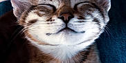 Orion participe au concours pour gagner de l'argent avec cette photo : kitten, cat, tabby, closed_eyes, smiling, fur, whiskers, ears, pet, cute, sleepy, close_up, animal, domestic_cat, feline, young, cozy, relaxed, portrait, indoor