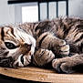 Orion a rejoint le concours — aidez-le/la à gagner de superbes lots ! cat, tabby, fur, whiskers, paws, wooden_tray, indoor, relaxed, sleepy, closeup, animal, pet, cute, home, feline, cozy, resting, kitchen, soft_light, domestic