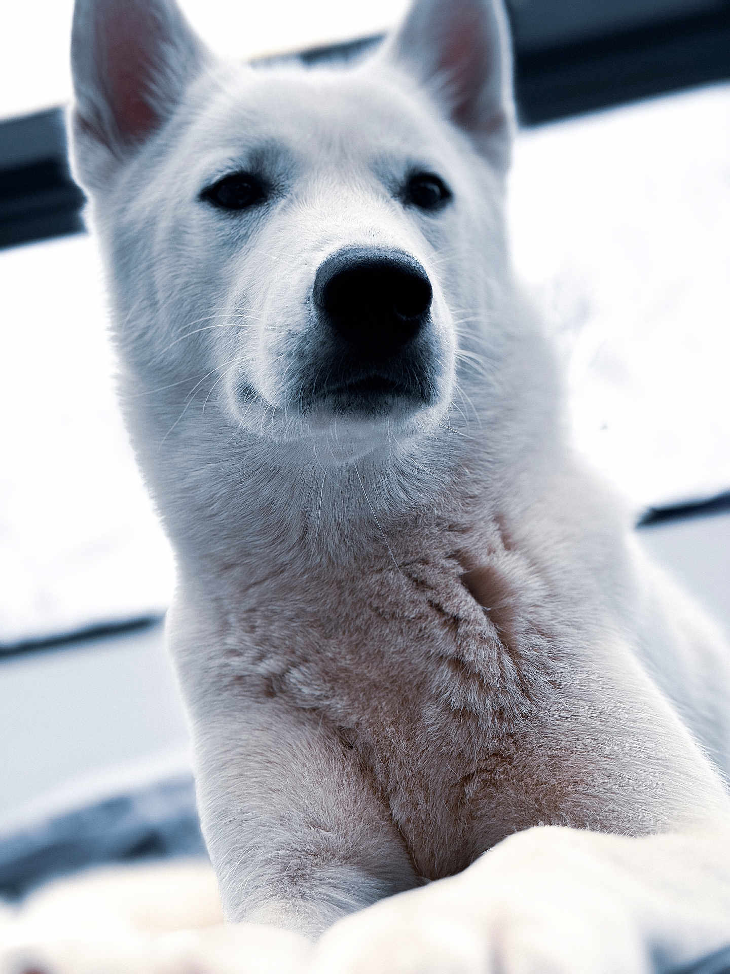 Vénus participe au concours pour gagner de l'argent avec cette photo : dog, white_dog, pet, animal, close_up, portrait, fur, ears, nose, outdoor, calm, looking_away, muzzle, whiskers, canine, fluffy, domestic_animal, companion, cute, soft_light