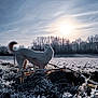 Vénus a rejoint le concours — aidez-le/la à gagner de superbes lots ! dog, white_dog, frost, frosty_grass, morning_sun, sunlight, silhouette, trees, cold_weather, outdoor, nature, field, animal, winter, landscape, sky, clouds, tail, standing, back_view