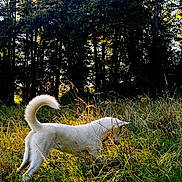 Vénus a rejoint le concours — aidez-le/la à gagner de superbes lots ! dog, white_dog, grass, forest, sunlight, nature, outdoor, animal, pet, canine, daylight, greenery, wildlife, playful, tail, fur, sniffing, trees, field, exploration
