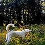 animal, canine, daylight, dog, exploration, field, forest, fur, grass, greenery, nature, outdoor, pet, playful, sniffing, sunlight, tail, trees, white_dog, wildlife