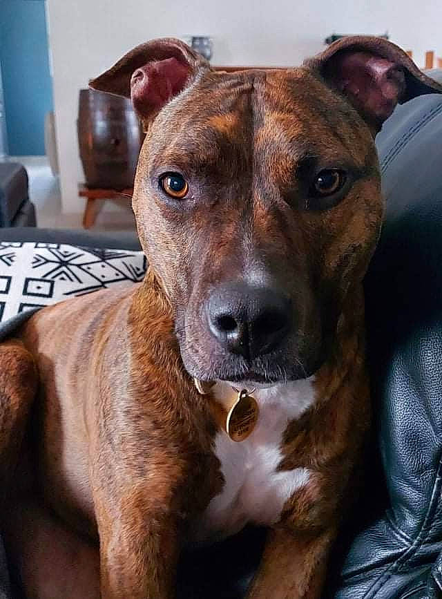 Kayna participe au concours pour gagner de l'argent avec cette photo : ancient_dog_breeds, canidae, carnivore, collar, companion_dog, dog, dog_breed, dog_collar, fawn, fur, liver, non_sporting_group, pet_supply, snout, sporting_group, whiskers, working_animal, working_dog