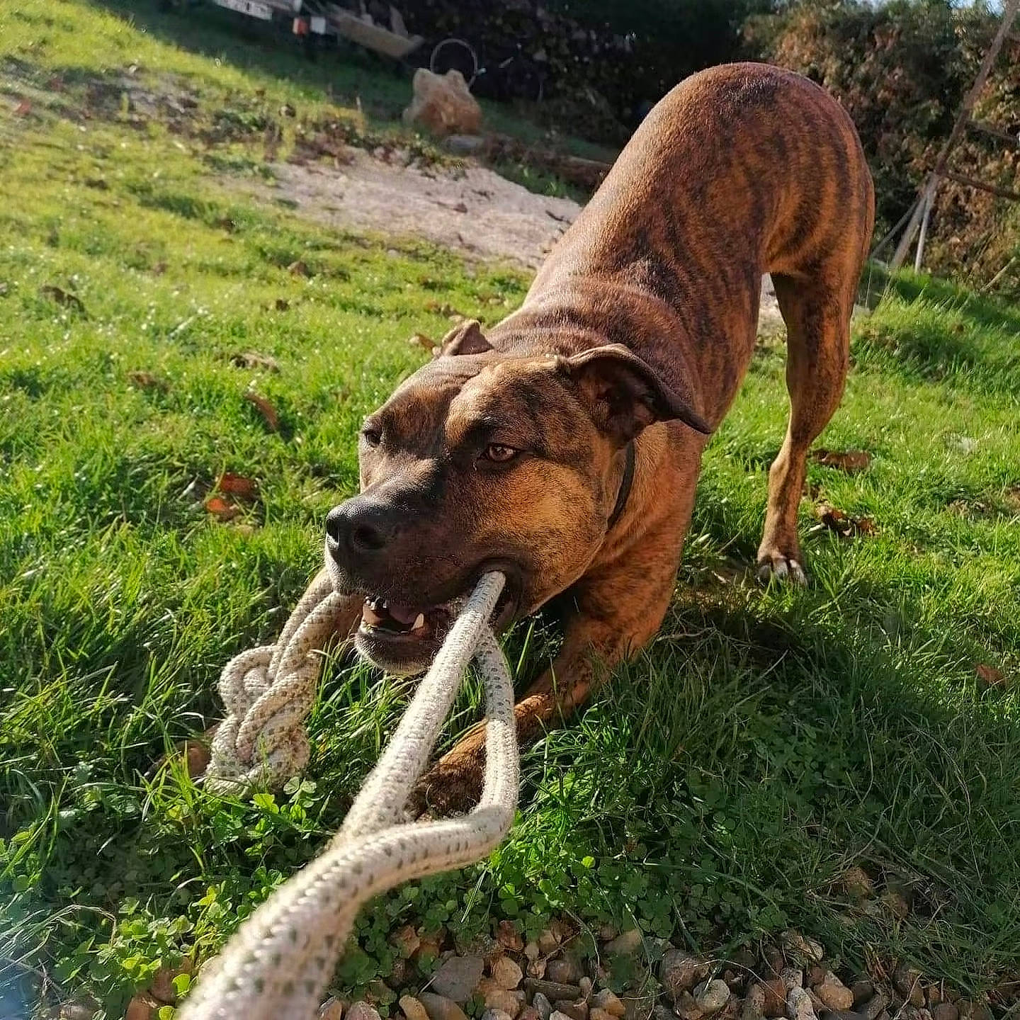 Kayna participe au concours pour gagner de l'argent avec cette photo : canidae, carnivore, cimarron_uruguayo, collar, companion_dog, dog, dog_breed, dog_collar, fawn, grass, guard_dog, plant, sighthound, snout, sporting_group, tail, terrestrial_animal, wildlife, wood, working_animal