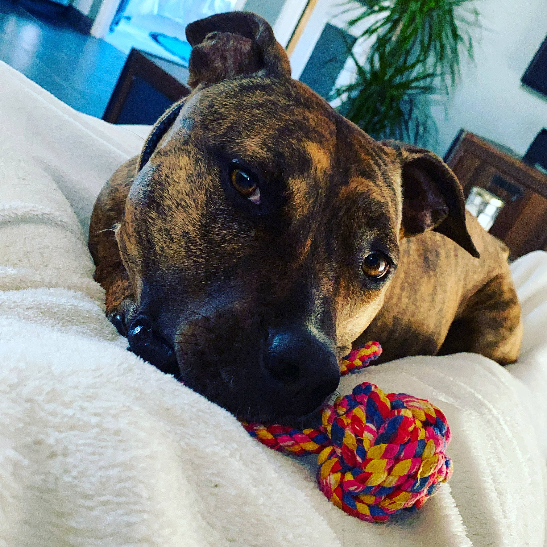 Kayna participe au concours pour gagner de l'argent avec cette photo : canidae, carnivore, collar, comfort, companion_dog, dog, dog_breed, dog_supply, ear, fawn, flowerpot, fur, houseplant, pet_supply, picture_frame, plant, snout, sporting_group, whiskers, working_animal