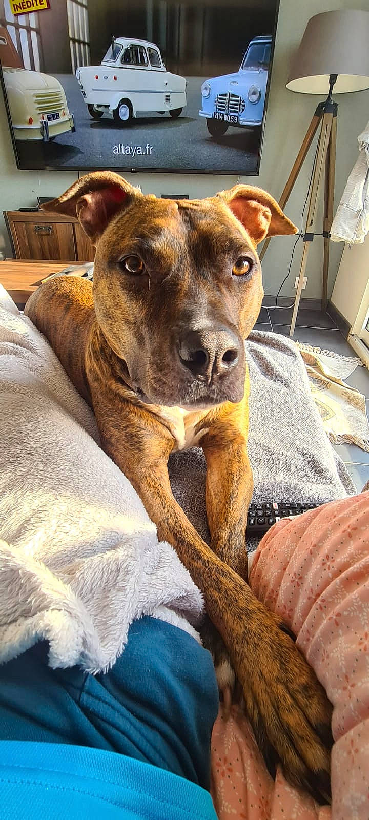 Kayna participe au concours pour gagner de l'argent avec cette photo : blue, canidae, carnivore, collar, comfort, companion_dog, dog, dog_breed, dog_collar, dog_supply, fawn, fur, guard_dog, lamp, linens, sighthound, sporting_group, whiskers, wood, working_animal