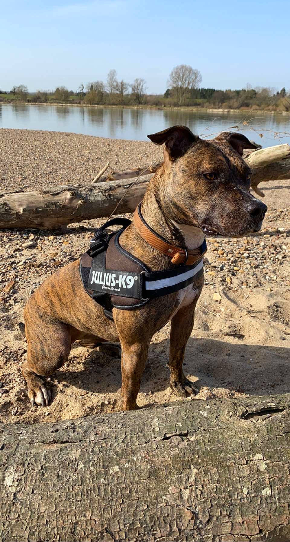 Kayna participe au concours pour gagner de l'argent avec cette photo : beach, canidae, carnivore, collar, companion_dog, dog, dog_breed, dog_collar, dog_supply, fawn, lake, leash, pet_supply, sky, snout, sporting_group, terrestrial_animal, tree, water, working_animal