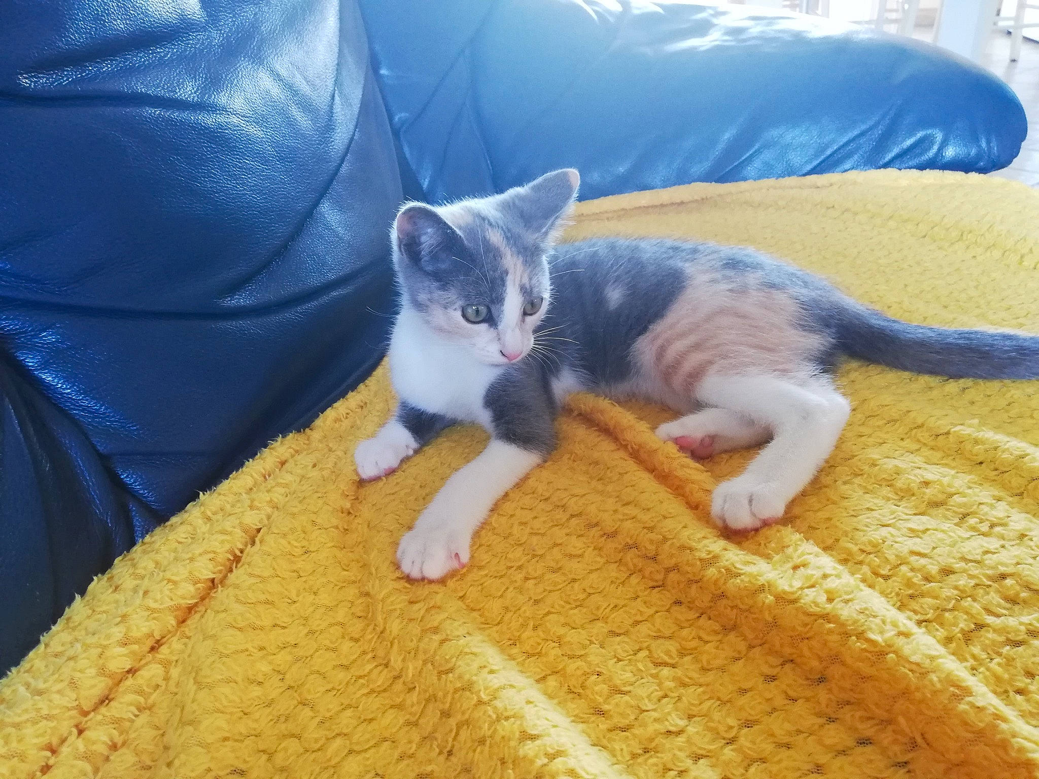 Prune participe au concours pour gagner de l'argent avec cette photo : american_wirehair, british_shorthair, carnivore, cat, domestic_short_haired_cat, european_shorthair, eye, fawn, felidae, fur, german_rex, kitten, leg, mammal, paw, polydactyl_cat, small_to_medium_sized_cats, tail, whiskers