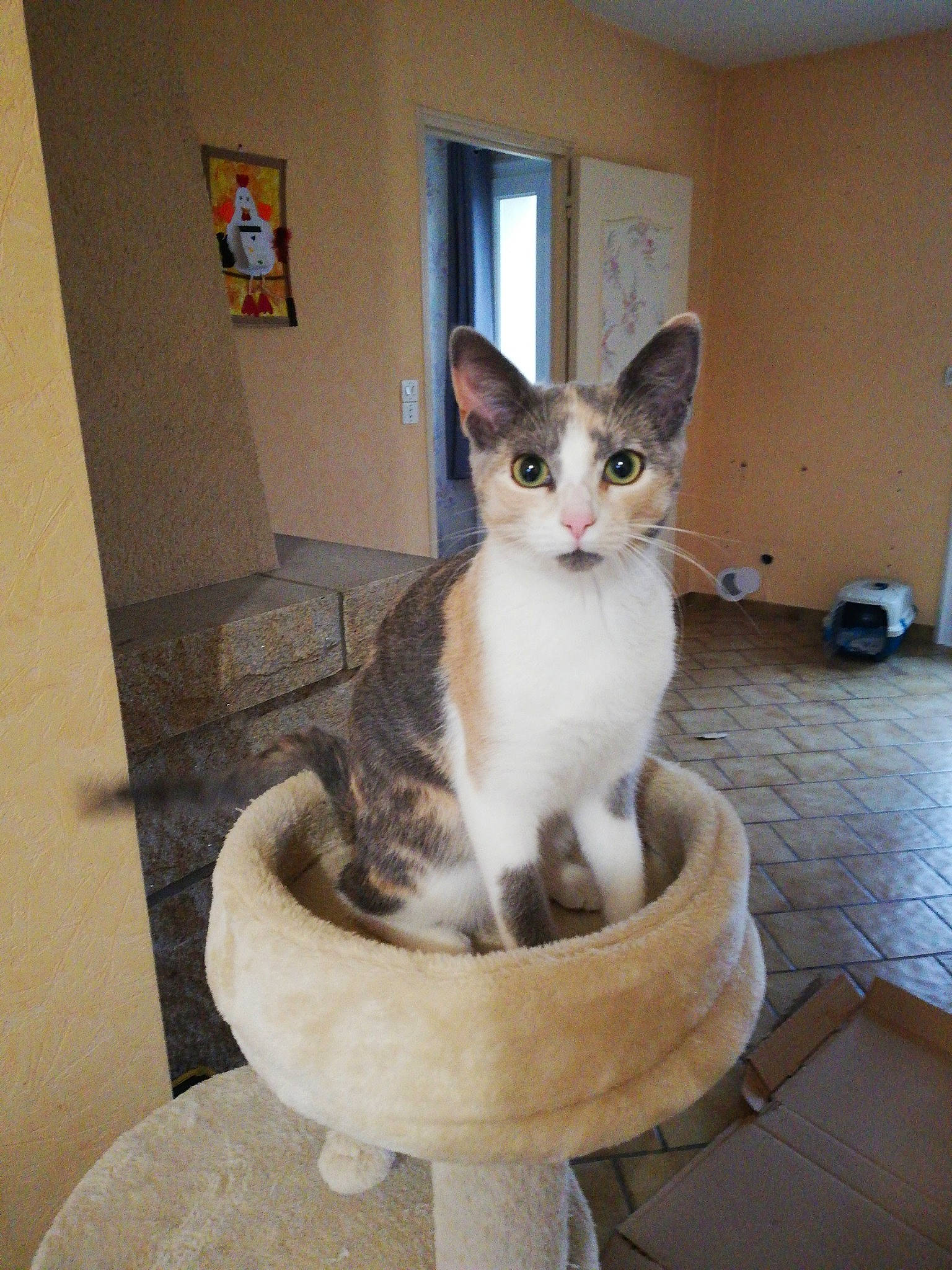 Prune a rejoint le concours — aidez-le/la à gagner de superbes lots ! aegean_cat, american_wirehair, arabian_mau, asian, carnivore, cat, domestic_short_haired_cat, european_shorthair, felidae, kitten, mammal, ojos_azules, oriental_shorthair, small_to_medium_sized_cats, vertebrate, whiskers