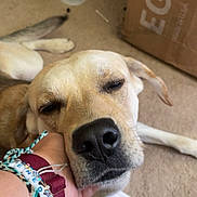 Ryder is registered to the contest to win money with this photo: dog, sleepy, carpet, hand, relaxed, indoor, person, bracelet, casual, box, clothing, floor, resting, pet, closeup, animal, nose, ear, paw, comfort