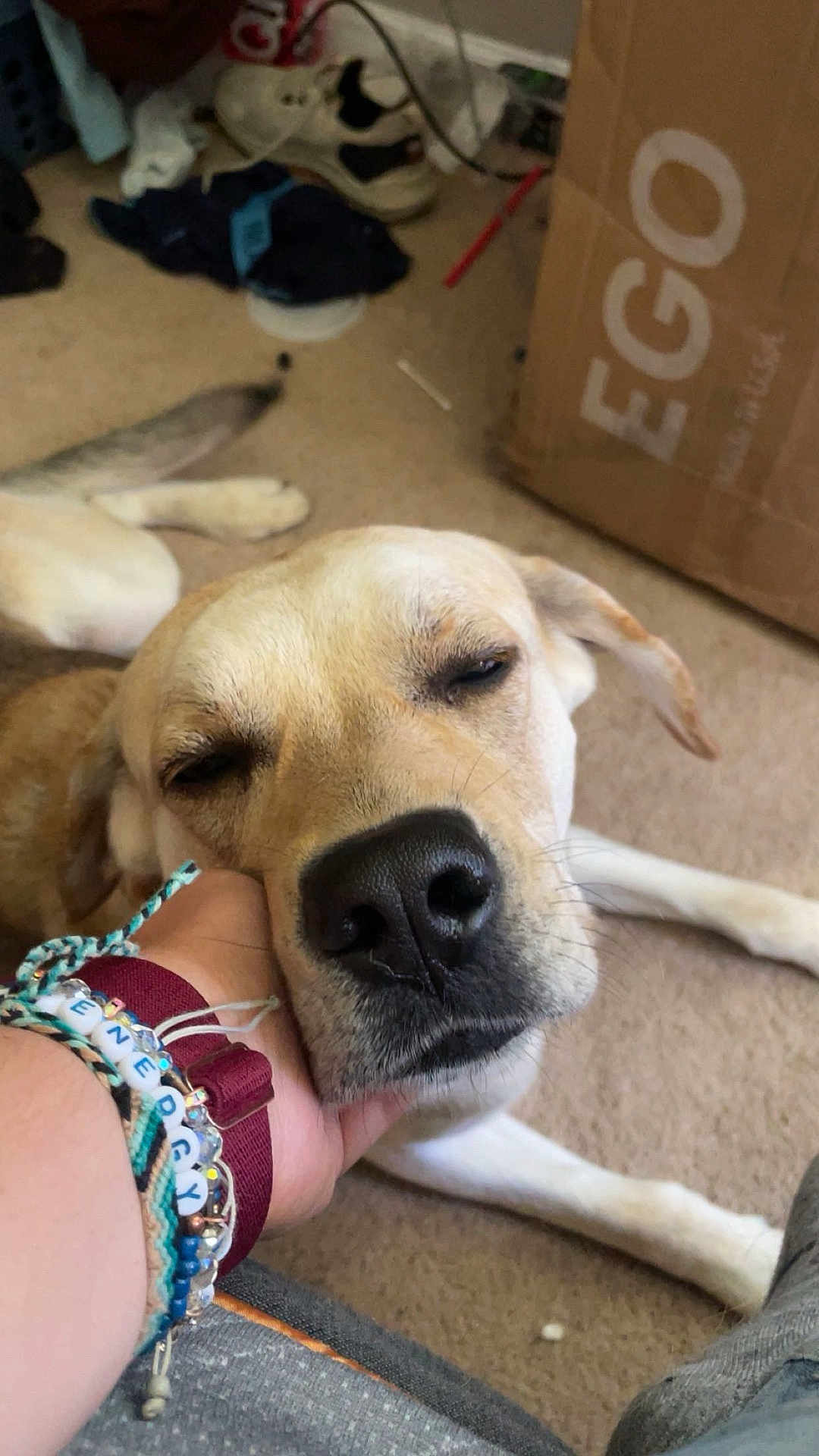 Ryder is registered to the contest to win money with this photo: dog, sleepy, carpet, hand, relaxed, indoor, person, bracelet, casual, box, clothing, floor, resting, pet, closeup, animal, nose, ear, paw, comfort
