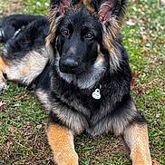 Ozzy Bear joined the competition — help win amazing prizes! german_shepherd, puppy, dog, grass, outdoor, pet, animal, canine, fur, ears, collar, tag, lying_down, young, portrait, nature, brown, black, cute, looking