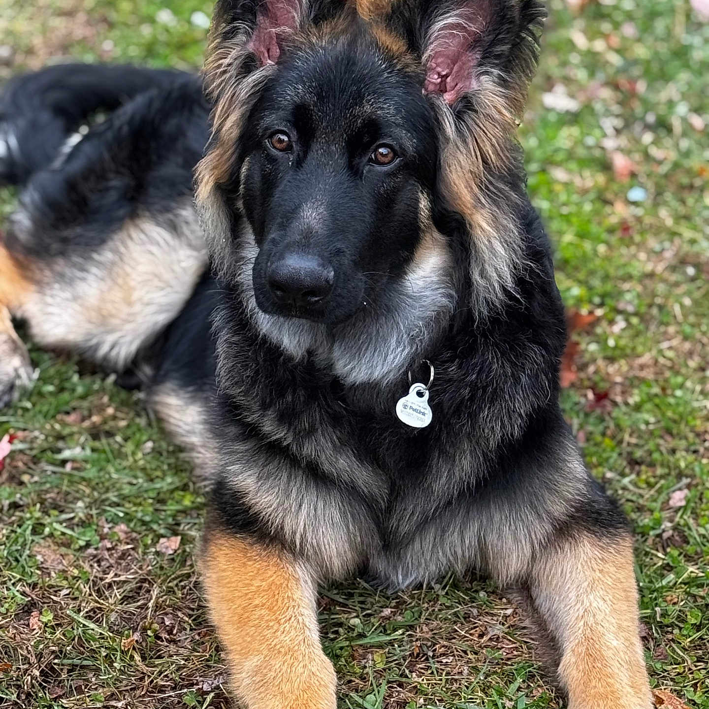 Ozzy Bear joined the competition — help win amazing prizes! animal, black, brown, canine, collar, cute, dog, ears, fur, german_shepherd, grass, looking, lying_down, nature, outdoor, pet, portrait, puppy, tag, young