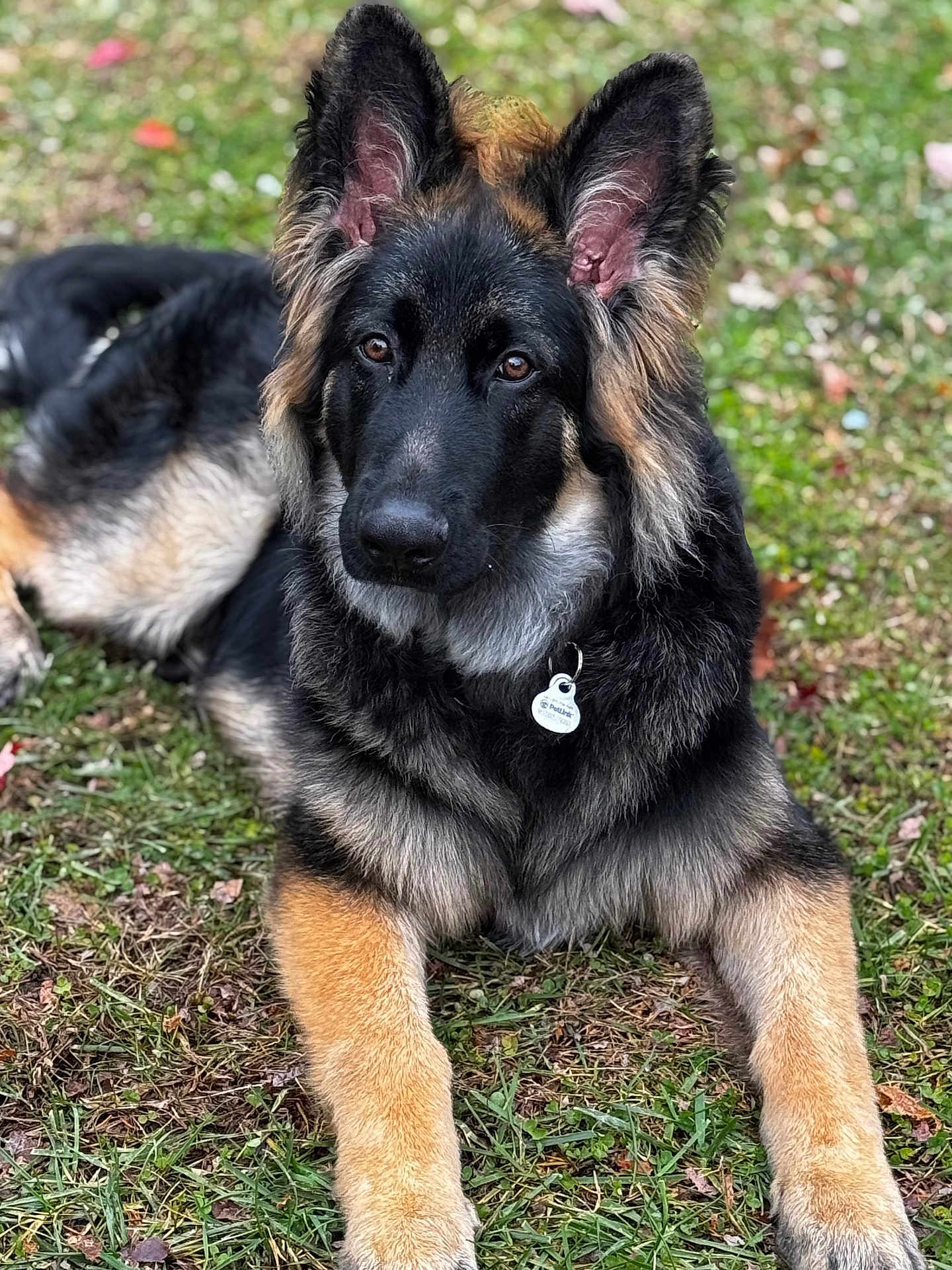 Ozzy Bear joined the competition — help win amazing prizes! german_shepherd, puppy, dog, grass, outdoor, pet, animal, canine, fur, ears, collar, tag, lying_down, young, portrait, nature, brown, black, cute, looking