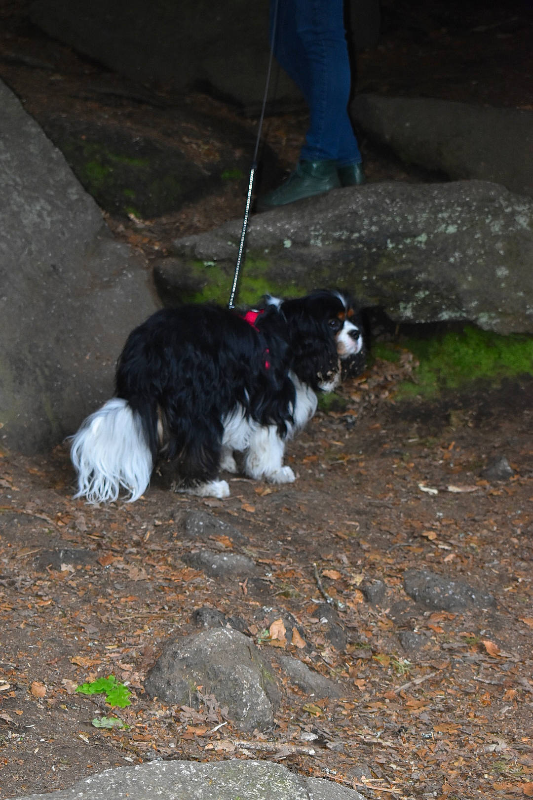 Sunny a rejoint le concours — aidez-le/la à gagner de superbes lots ! canidae, carnivore, companion_dog, dog, dog_breed, fur, grass, herding_dog, japanese_chin, non_sporting_group, pet_supply, road_surface, soil, sporting_group, tail, toy_dog, working_dog