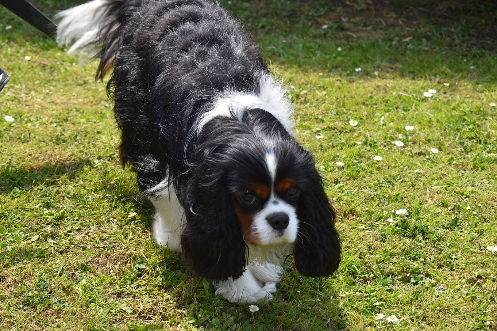 Sunny participe au concours pour gagner de l'argent avec cette photo : canidae, carnivore, cavalier_king_charles_spaniel, cocker_spaniel, companion_dog, dog, dog_breed, fur, grass, herding_dog, king_charles_spaniel, liver, snout, spaniel, sporting_group, tail, terrestrial_animal, toy_dog, working_animal, working_dog