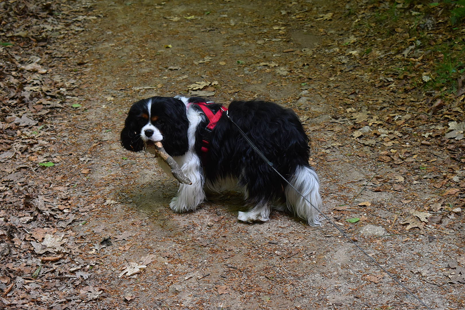 Sunny participe au concours pour gagner de l'argent avec cette photo : canidae, carnivore, collar, companion_dog, dog, dog_breed, grass, herding_dog, hunting_dog, snout, soil, sporting_group, tail, terrier, working_animal, working_dog