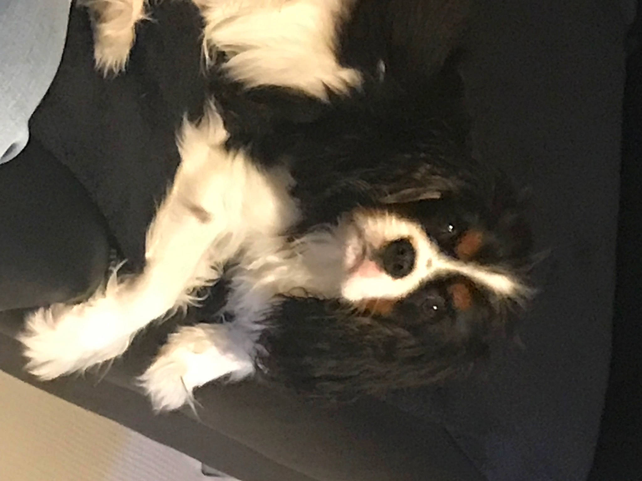 Sunny participe au concours pour gagner de l'argent avec cette photo : canidae, carnivore, cat, cat_supply, claw, companion_dog, dog_breed, domestic_short_haired_cat, felidae, foot, fur, paw, small_to_medium_sized_cats, snout, sporting_group, tail, terrestrial_animal, whiskers