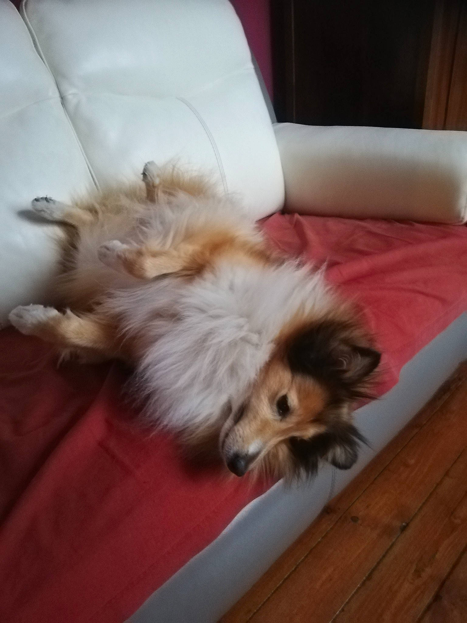 Avanoy participe au concours pour gagner de l'argent avec cette photo : canidae, carnivore, comfort, companion_dog, dog, dog_breed, flooring, fur, hardwood, herding_dog, paw, rough_collie, small_terrier, sporting_group, terrier, toy_dog, whiskers, wood, working_animal