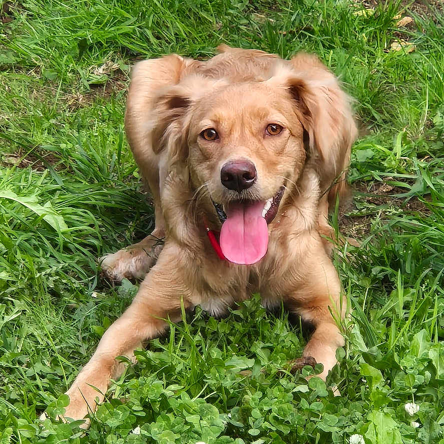 Kiara participe au concours pour gagner de l'argent avec cette photo : animal, architecture, building, canine, dog, field, goldenretriever, grass, grassland, green, herbal, herbs, outdoors, pet, plant, puppy, shelter, soil, summer, vegetation