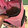 Nova is registered to the contest to win money with this photo: brown_fur, carrier, closeup, cute, eye, fabric, hand, handle, indoor, jeans, mesh_screen, pet, pet_stroller, pink, puppy, reflection, shoe, stroller_wheel, tile_floor, zipper