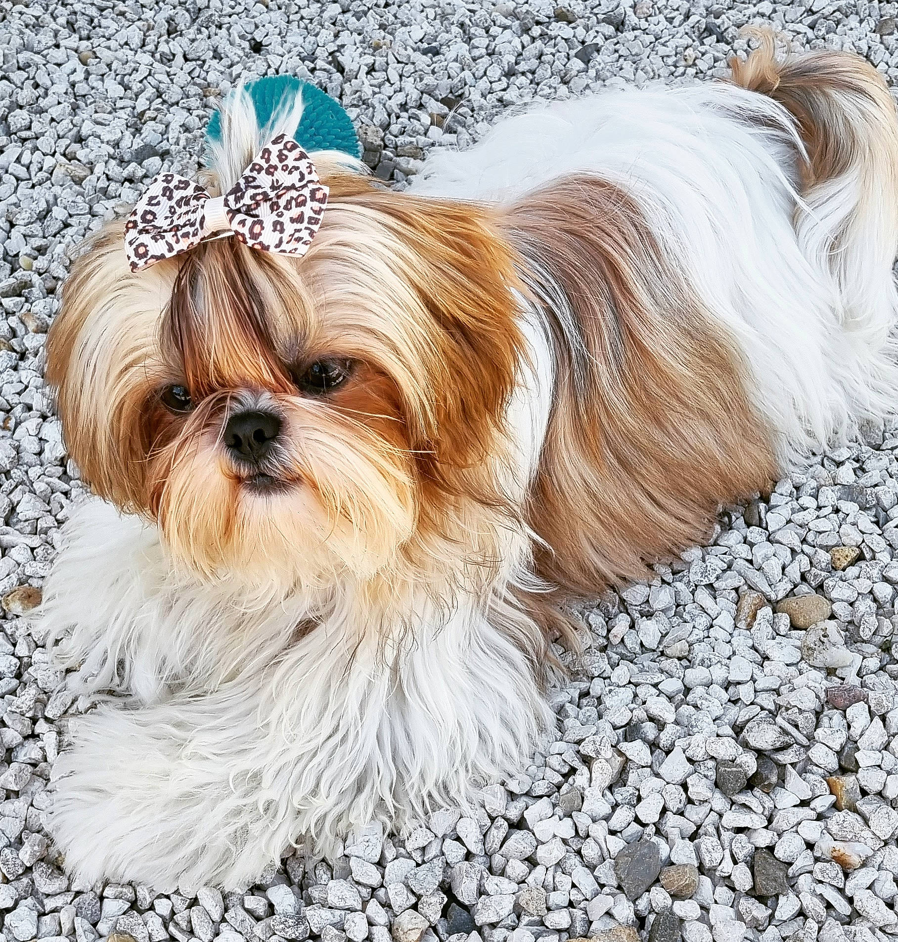 Toupie participe au concours pour gagner de l'argent avec cette photo : canidae, carnivore, companion_dog, dog, dog_breed, dog_supply, fawn, font, fur, liver, maltepoo, non_sporting_group, puppy, shih_tzu, small_terrier, snout, sporting_group, terrestrial_animal, toy_dog, working_animal