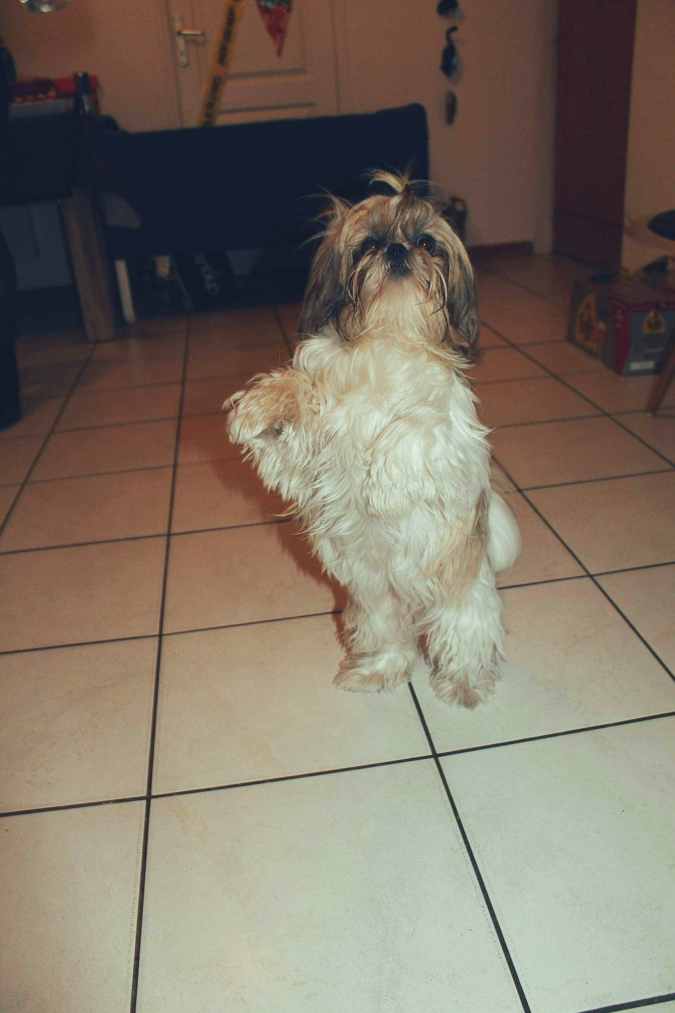 Toupie participe au concours pour gagner de l'argent avec cette photo : canidae, carnivore, companion_dog, dog, dog_breed, flooring, fur, hardwood, liver, mal_shi, maltepoo, shih_poo, shih_tzu, small_terrier, snout, sporting_group, tail, terrier, toy_dog, working_animal