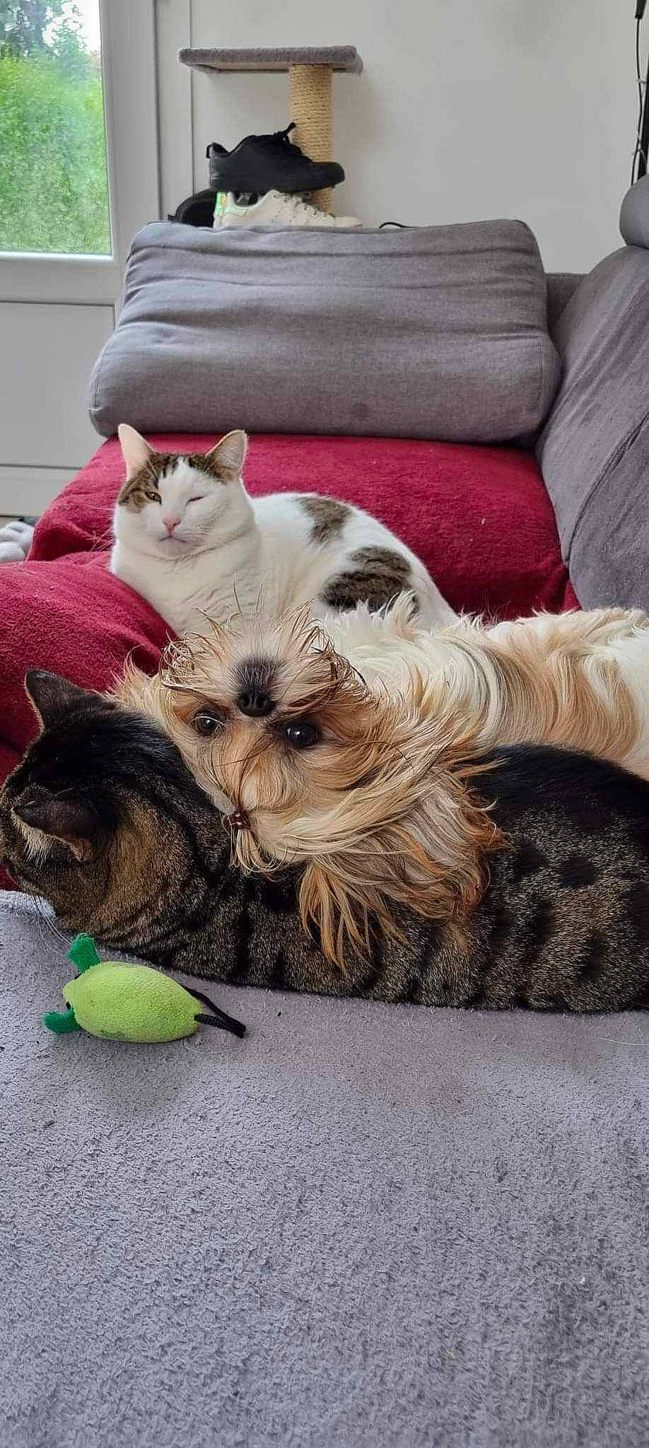 Toupie a rejoint le concours — aidez-le/la à gagner de superbes lots ! bag, basket, carnivore, cat, comfort, companion_dog, couch, dog_breed, fawn, felidae, fur, grey, luggage_and_bags, plant, sitting, small_to_medium_sized_cats, textile, toy_dog, vertebrate, whiskers