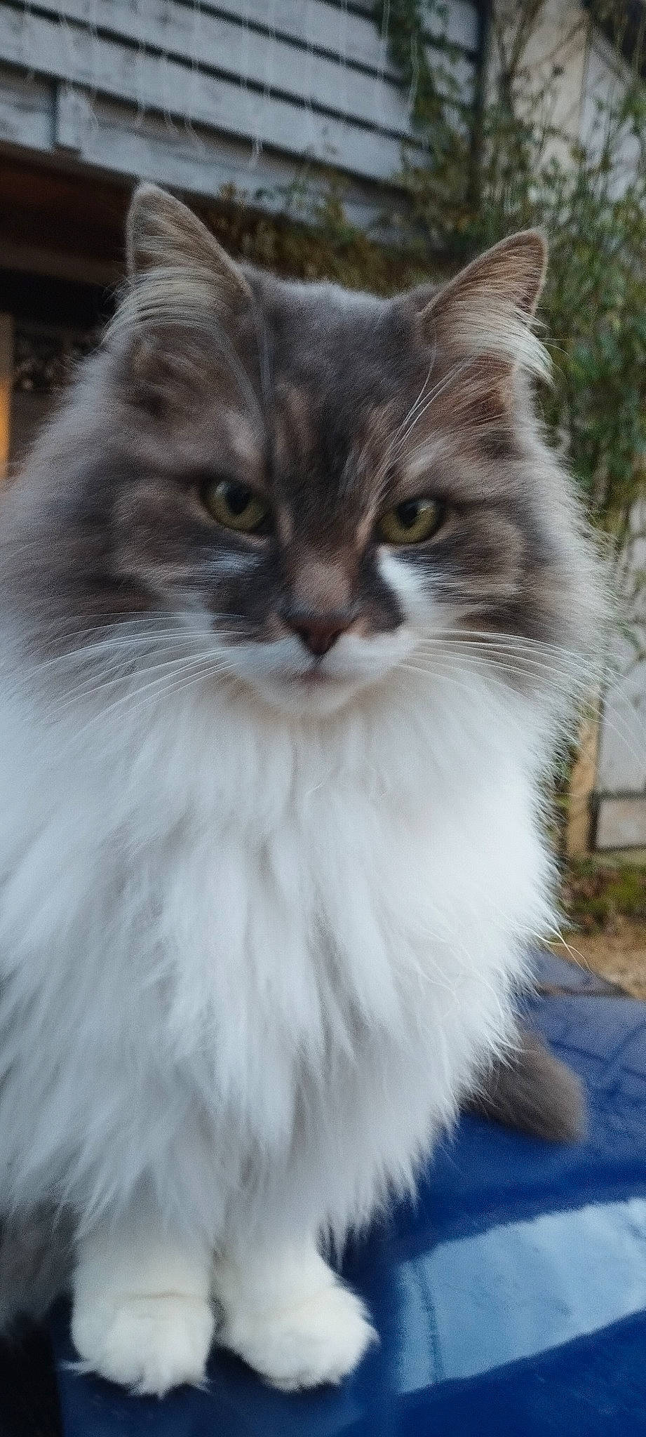 Poupette participe au concours pour gagner de l'argent avec cette photo : art, british_longhair, carnivore, cat, fawn, felidae, fur, grass, plant, ragdoll, small_to_medium_sized_cats, snout, terrestrial_animal, whiskers