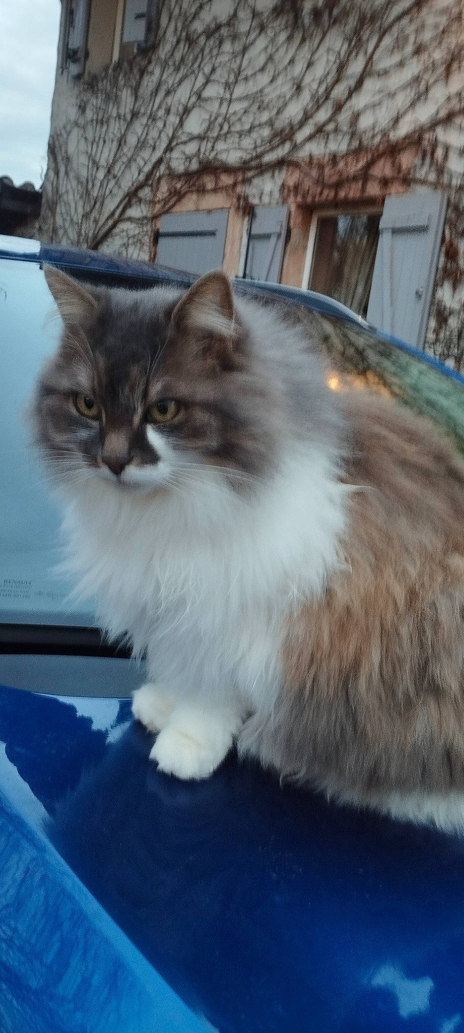 Poupette participe au concours pour gagner de l'argent avec cette photo : carnivore, cat, domestic_short_haired_cat, fawn, felidae, fur, paw, small_to_medium_sized_cats, snout, tail, tree, whiskers, window, windshield