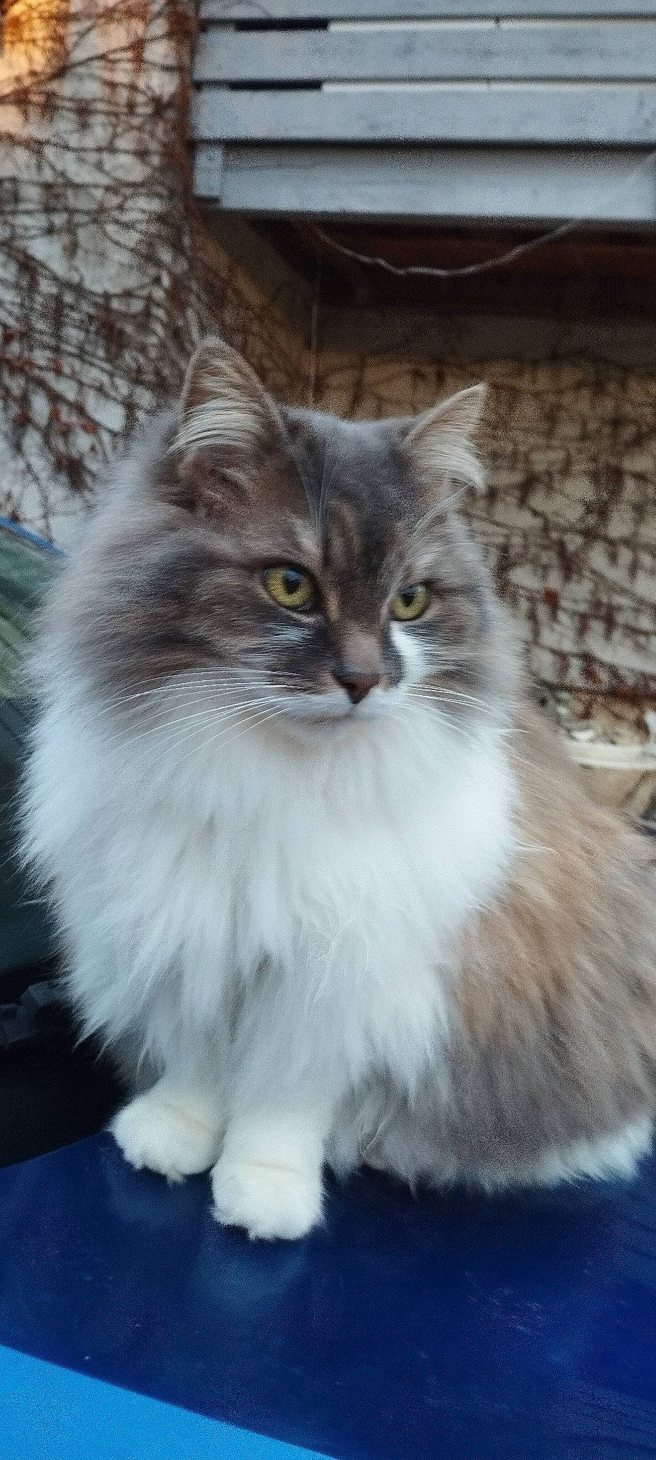 Poupette a rejoint le concours — aidez-le/la à gagner de superbes lots ! british_longhair, carnivore, cat, eye, felidae, fur, hair, maine_coon, small_to_medium_sized_cats, snout, terrestrial_animal, whiskers