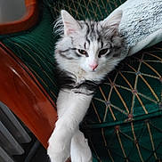 Topaz' participe au concours pour gagner de l'argent avec cette photo : cat, feline, pet, indoor, furniture, chair, green, pattern, paws, crossed_paws, relaxed, fluffy, white, gray, animal, cute, sleepy, domestic_cat, resting, soft