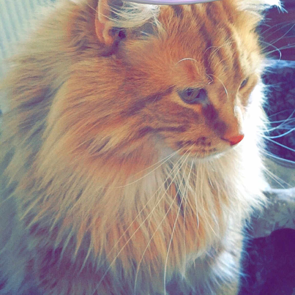 Meatball