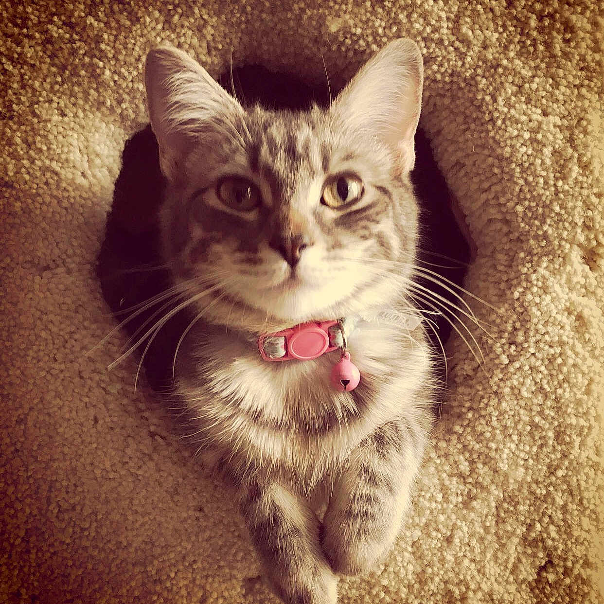 Lucy-purr is registered to the contest to win money with this photo: aegean_cat, asian, carnivore, cat, domestic_short_haired_cat, ear, european_shorthair, eye, felidae, fur, kitten, nose, ojos_azules, sky, small_to_medium_sized_cats, snapshot, snout, tabby_cat, whiskers