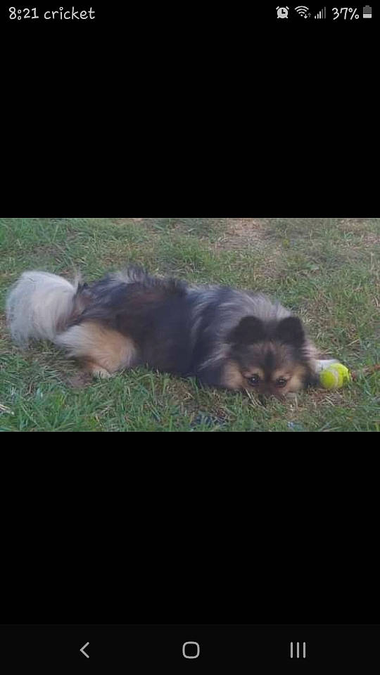 Boog joined the competition — help win amazing prizes! canidae, carnivore, companion_dog, dog_breed, fawn, felidae, fur, german_spitz, grass, liver, organism, paw, rodent, small_to_medium_sized_cats, snout, sporting_group, tail, terrestrial_animal, whiskers, wildlife