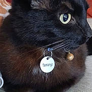 Tamarys a rejoint le concours — aidez-le/la à gagner de superbes lots ! abyssinian, accessories, animal, blackcat, cat, collar, couch, earring, furniture, hardwood, jewelry, kitten, manx, necklace, pendant, pet, siamese, strap, wood