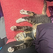 Bantam joined the competition — help win amazing prizes! cat, tabby, paw, stretching, cushion, red, blanket, fur, yellow_eyes, indoor, relaxed, pet, whiskers, claw, feline, resting, cute, sleepy, collar, soft